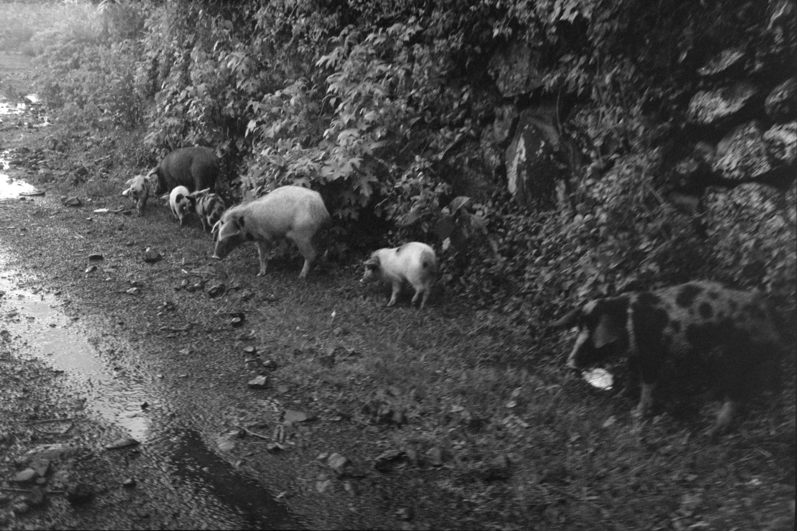 AHP FilmScan 240807 0500